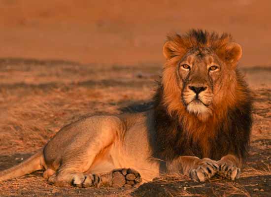 Exotic Gujarat B2B DMC Tour Package